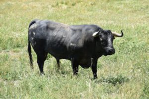 Visita a la ganadería de Fernando Guzmán