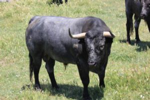 Visita a la ganadería de Fernando Guzmán