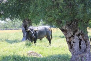 Visita a la ganadería de Fernando Guzmán