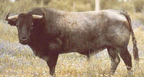 Ortega Cano; Tal Día Como Hoy 19 de Julio pero de 1982, el Maestro indulta a Belador