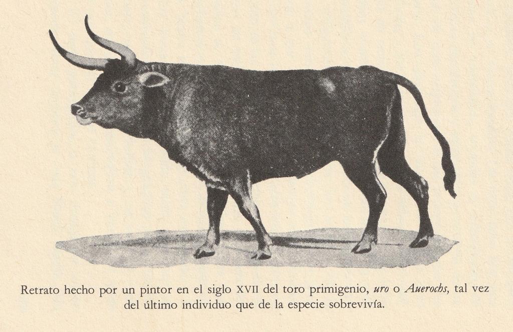 De Ortega y Gasset al toro bravo – J.J. Corpas Mauleón corpas maule - De Ortega y Gasset al toro bravo – J.J. Corpas Mauleón