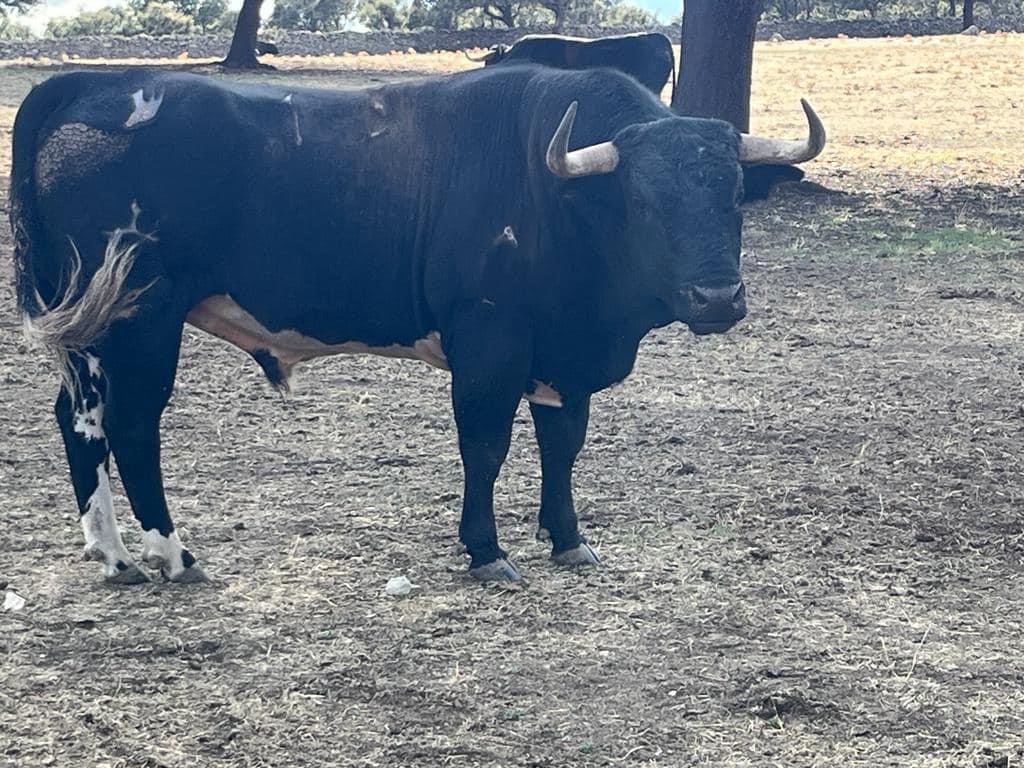 ¡ El, una vez llamado campo bravo ! llamado campo - ¡ El, una vez llamado campo bravo !