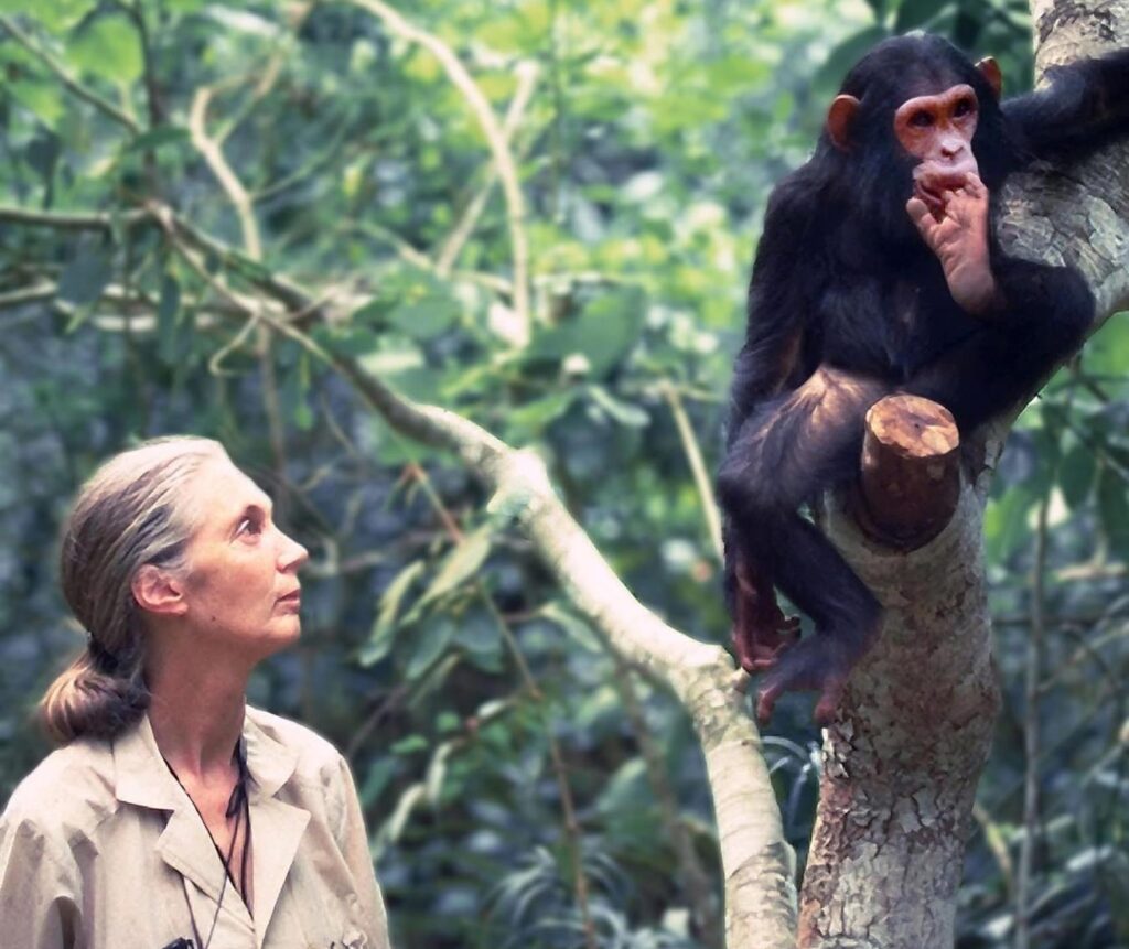 RAYAS SUSPENSI—VAS