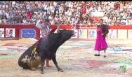 CUANDO EL TORO VUELVE A SER TORO